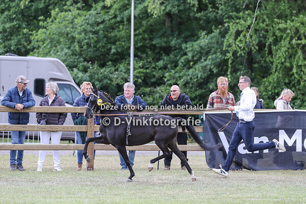 23. Rad Gala kampioenschap Showpaarden aan de lange lijnen