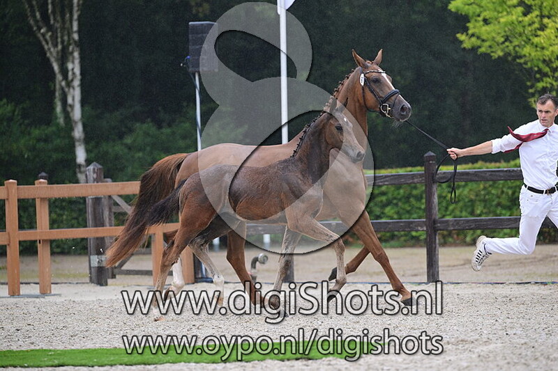 Ultrafox Norel - 091