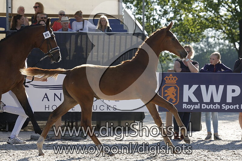 Torres EMJ v. Next Pitch