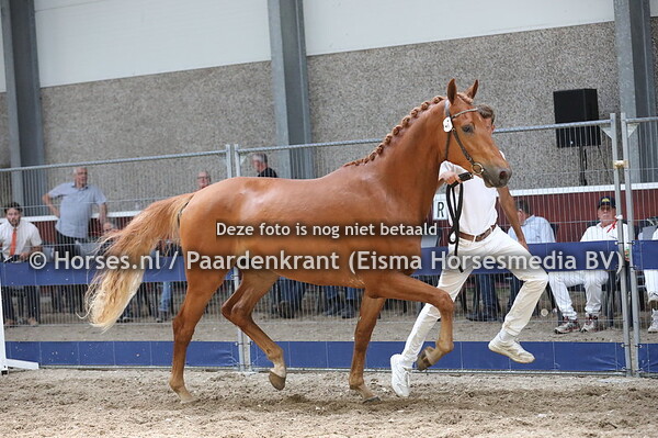 47 Ojay Texel
