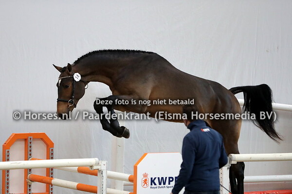 14 No Nonsens  (Arezzo VDL x Ersina v. Indoctro)