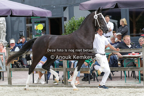 046 - RINGO LANTO HBC X CIZANDRO K. DIJKSTRA, SEBALDEBUREN