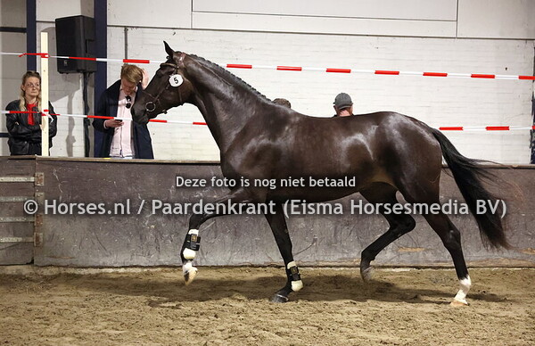 5 Rosalia Daula (Dream Boy x Imalia Daula v. Furst Romancier)