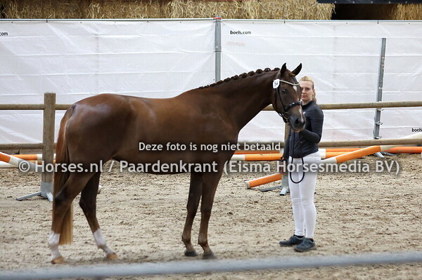 52 Rosalina (Chippendale x Waonna v. Inspekteur)