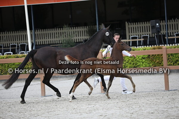 229 Orson M (Henkie x Anthal v. Negro)