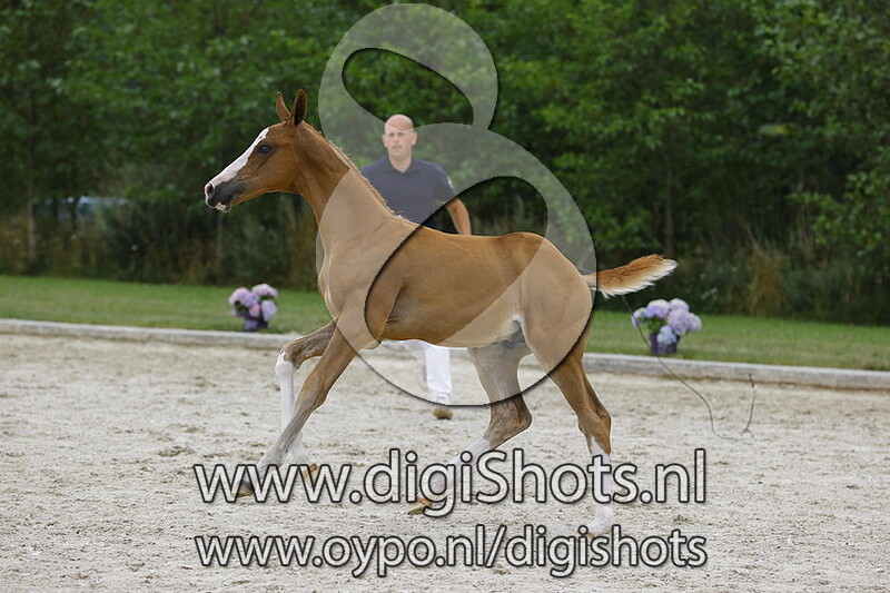 Tobago Z x Nabab de Reve