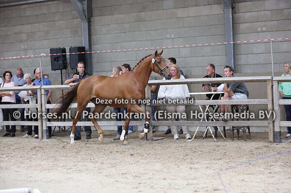 23 Salantha (Daily Diamond x Calantha v. Olivi)