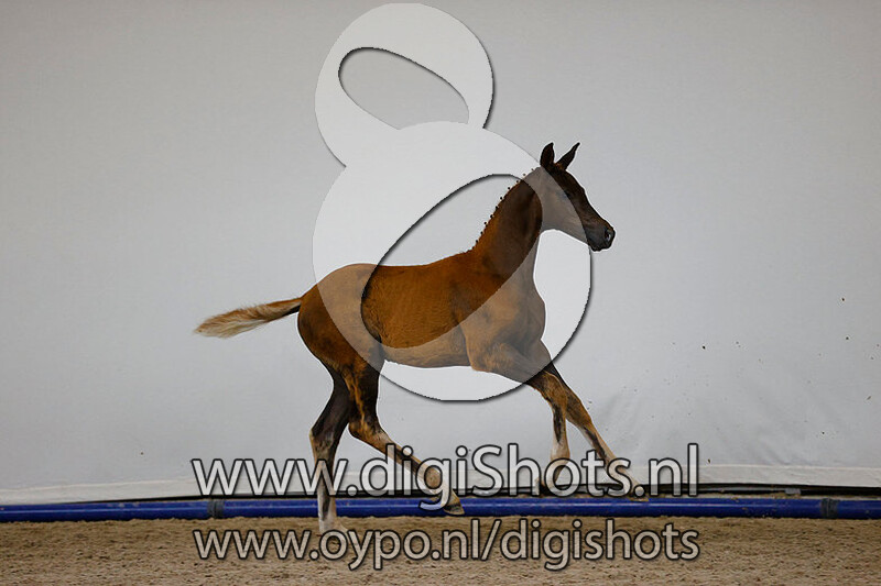 Le Formidable x Florencio I