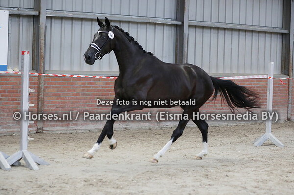 16 Prada Amour (San Amour z Sibraldi v. Gribaldi)