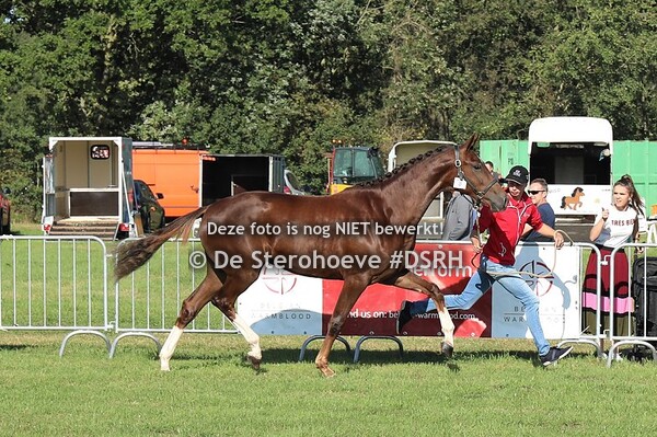 2.Dressuurmerries 2j