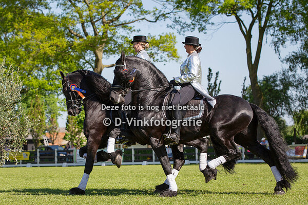 19. Showteam hengsten Nieuwe heuvel