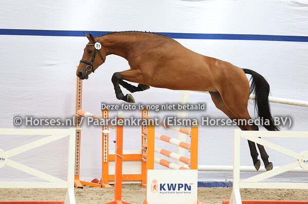 91 Sessaya VDL Z (Sambucci de Muzse x Messaya)