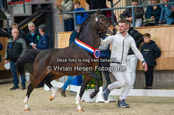 Stamboekhengsten WPBR