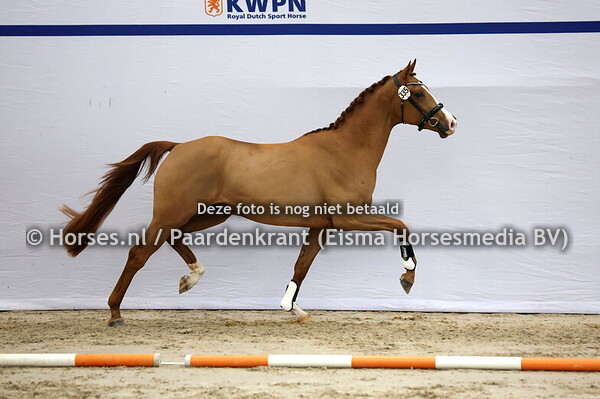 335 (Escamilla Bravo x Everdale)