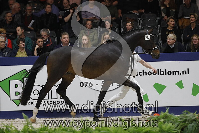 Mister Diamond van de Molenkouter 533