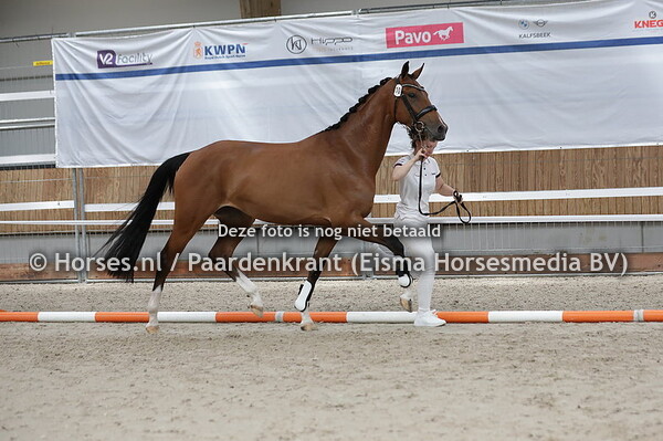 10 Olcay (Geniaal x Edelweis v. Wynton)