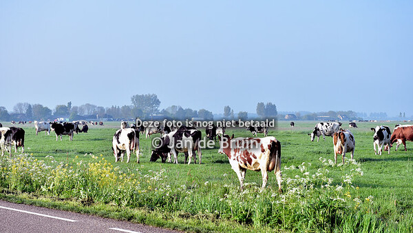 Dauwtrappen 26-04-2025