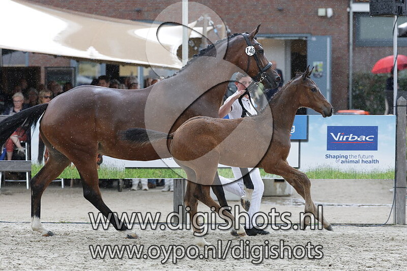 Vivace Extreme v. Extreme US