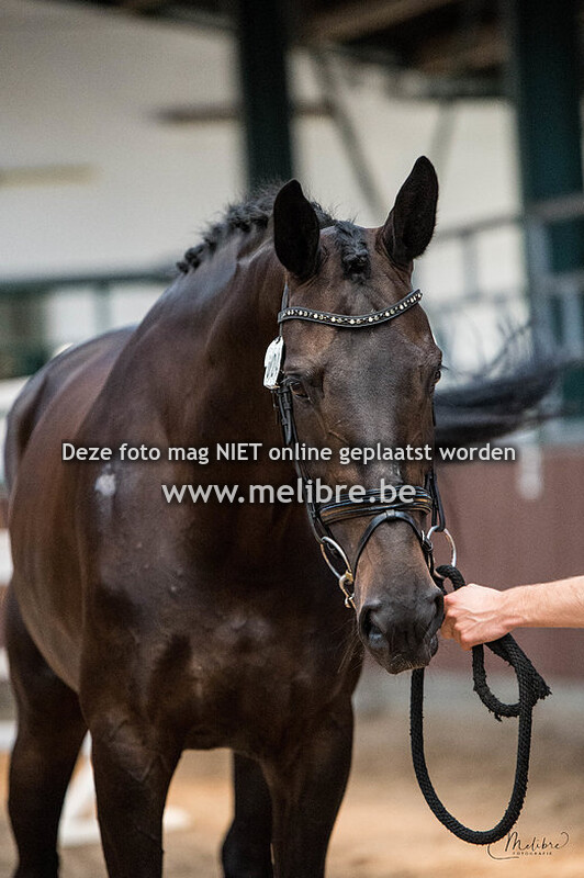 KWPN Stamboekkeuring Turnhout 2020