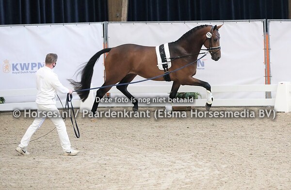 12-01-2021 Longeren KWPN Dressuurhengsten