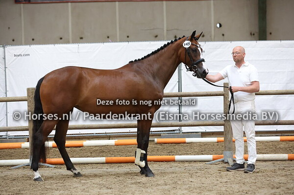 149 Rose (Just Wimphof x Vieux v. Amsterdam)