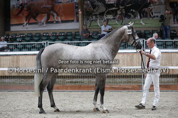 300 Karmica Tarpania (Livisto x Esmica DN Tarpania v,. Zirocco Blue)