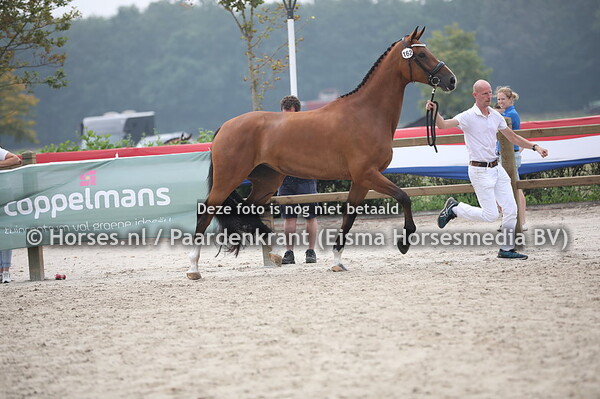 162 Ladena  JS(Guardian x Gemese v. Bretton Woods)