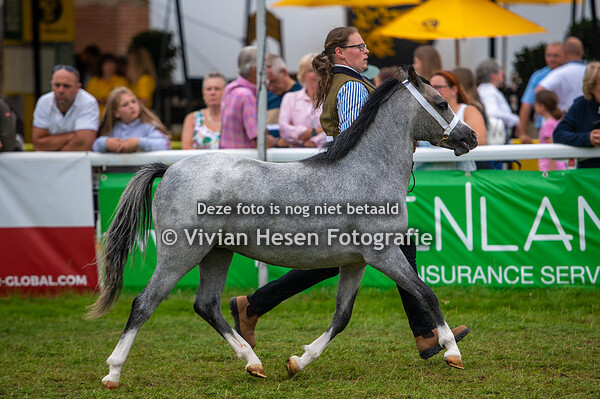 Section A Yearling Fillies