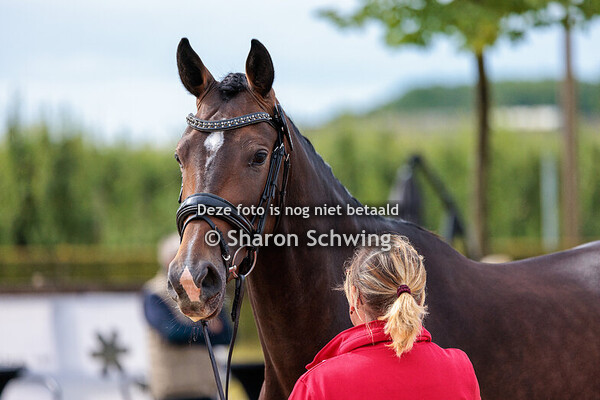 Merries 3 jaar Dressuur
