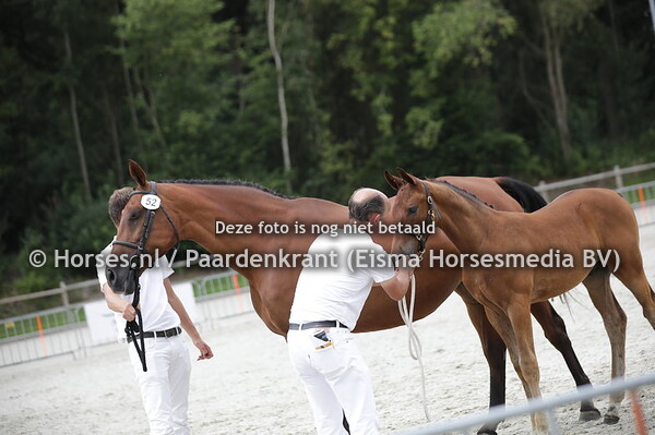 52 Starboy (Landino x Fitricia v. Arezzo)