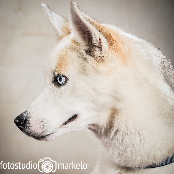 Dierendag Intratuin Apeldoorn 29 september 2018