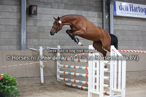 8 Saffraan ES (Balou du Reventon x Isolde ES v. Cumano)