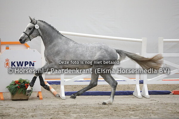 52 Officier (Cohinoor VDL x Charmante v.Typo)