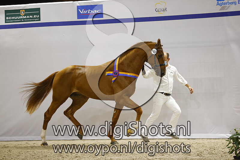 Oreo VDL v. Zirocco Blue VDL