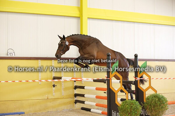 28 Sascha (Qu Bec x Haylin v. Cornet Obolensky) (1)