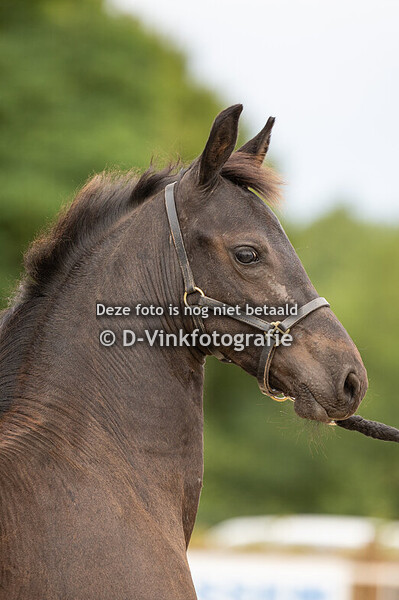 12. Evi van de Oudekleefsebaan