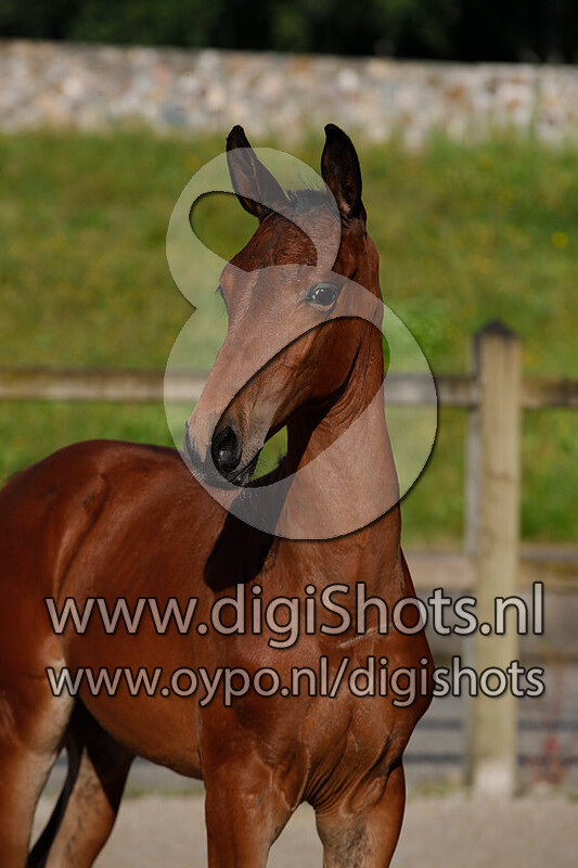 Cooler Crilli Z v. Chacco Blue