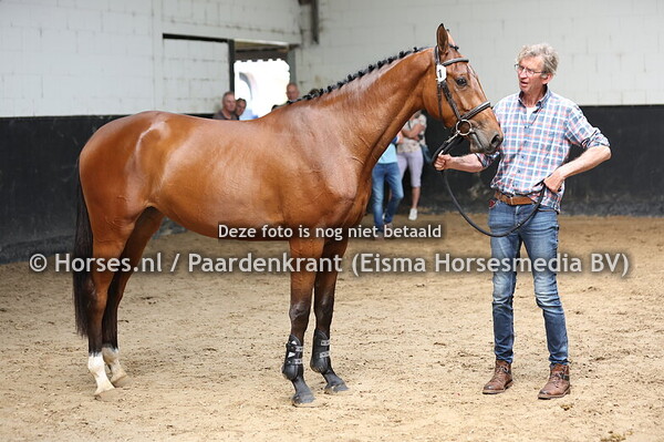 1 Simply Sifra (Grandorado TN x Newbridge v. It's Highlander)