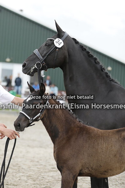 34 Talented Lady KVB (Obsession Taonga x Buvonne)