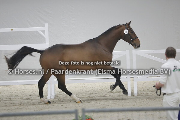 64 Salvino van't Merelnest (Diamant de Semilly x Naila van;'t Merelnest v. Kannan)