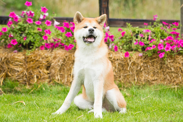 Regionale Keuring Hellendoorn