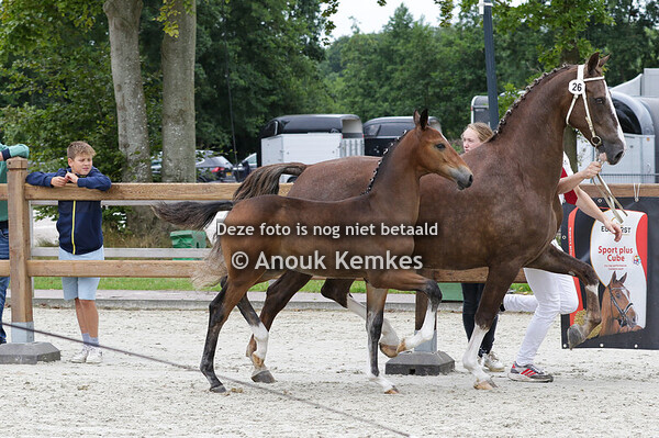 026 - UBERON HM OBERON X COLONIST H. MINKEMA, DE WILGEN