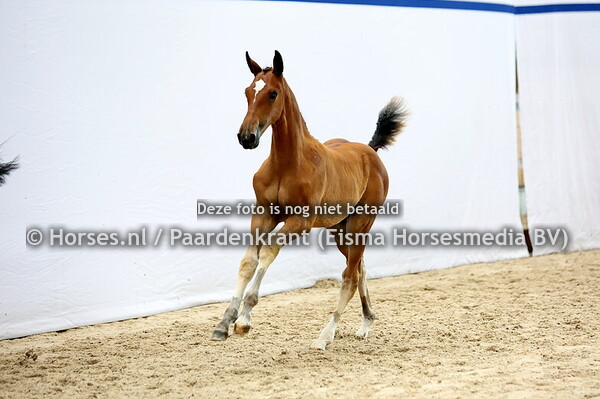 38 Viva la Diva (Harley VDL x Dutch Diva v. Cardento)