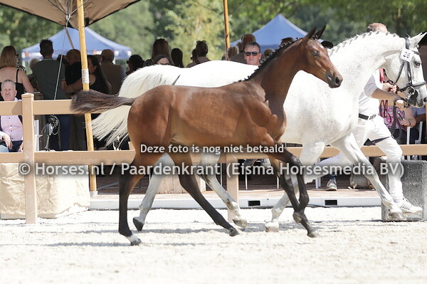 26 Tarente van Rayland (Lambada Shake x Elba v. Warrant)