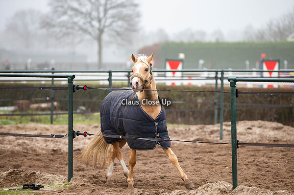 Schaijk - BHT Winter Eventing - januari