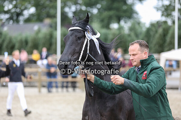 Rubriek 6d 3 jarige veulenboekmerries