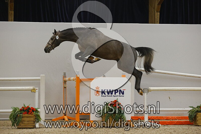 Napoleon DDH v. Hermantico