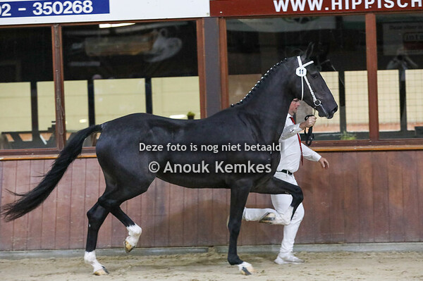 Rifka ( Kane BFT x Ulandro )