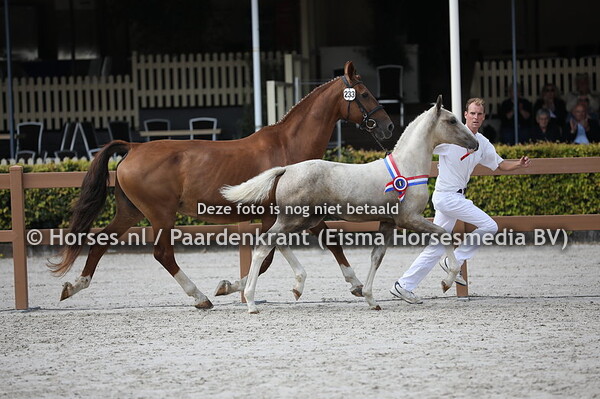 233 Og3ne VB (Edmundo x Tuwalda v. Fabricius)