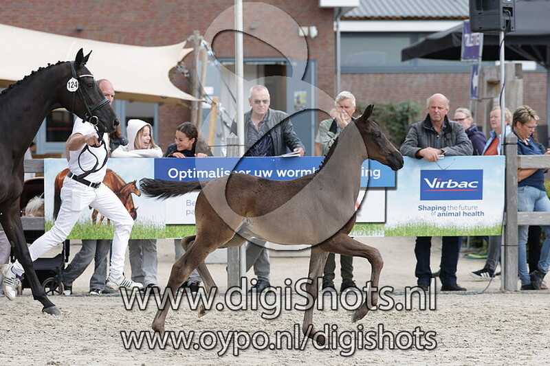 Vlielandos v. Hesselhoj Donkey Boy